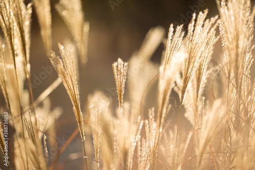 золотое растение