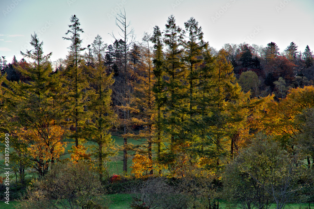 Fototapeta premium 早朝の末の木立。自然豊かな郊外の秋の朝。