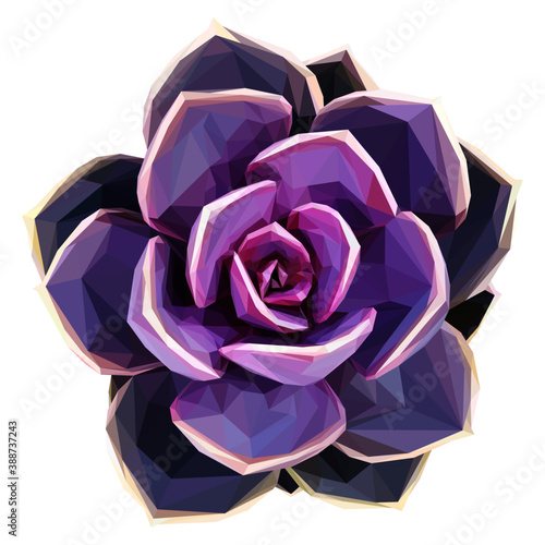 Purple Succulent