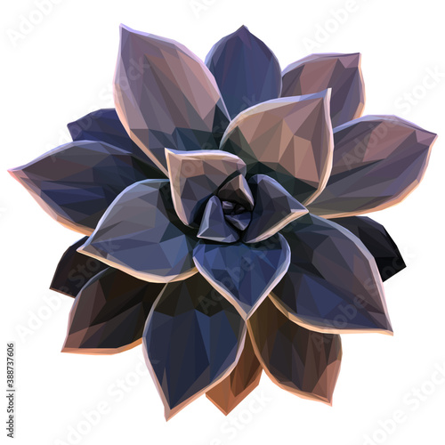 Grey Succulent