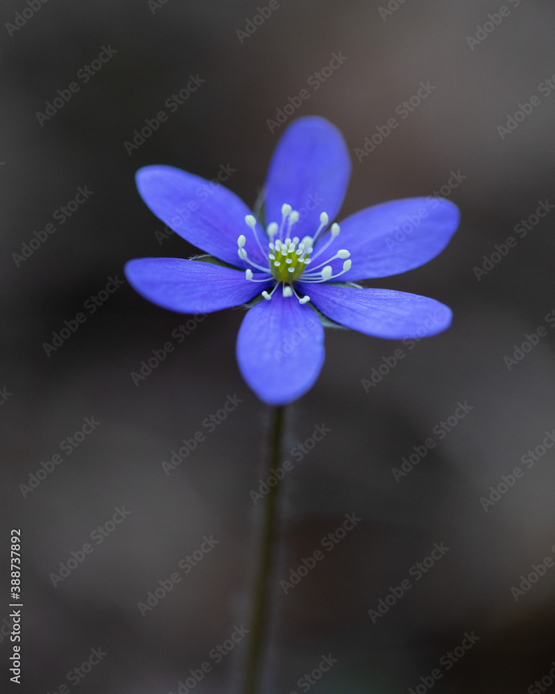 Liverleaf - Hepatica nobilis Liverleaf - Hepatica nobilis