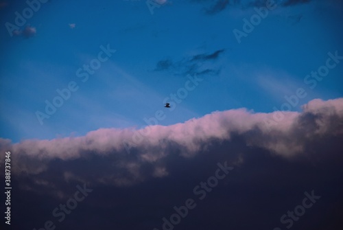 Pink clouds and blue sky, bird flying over the clouds, amazing landscape 