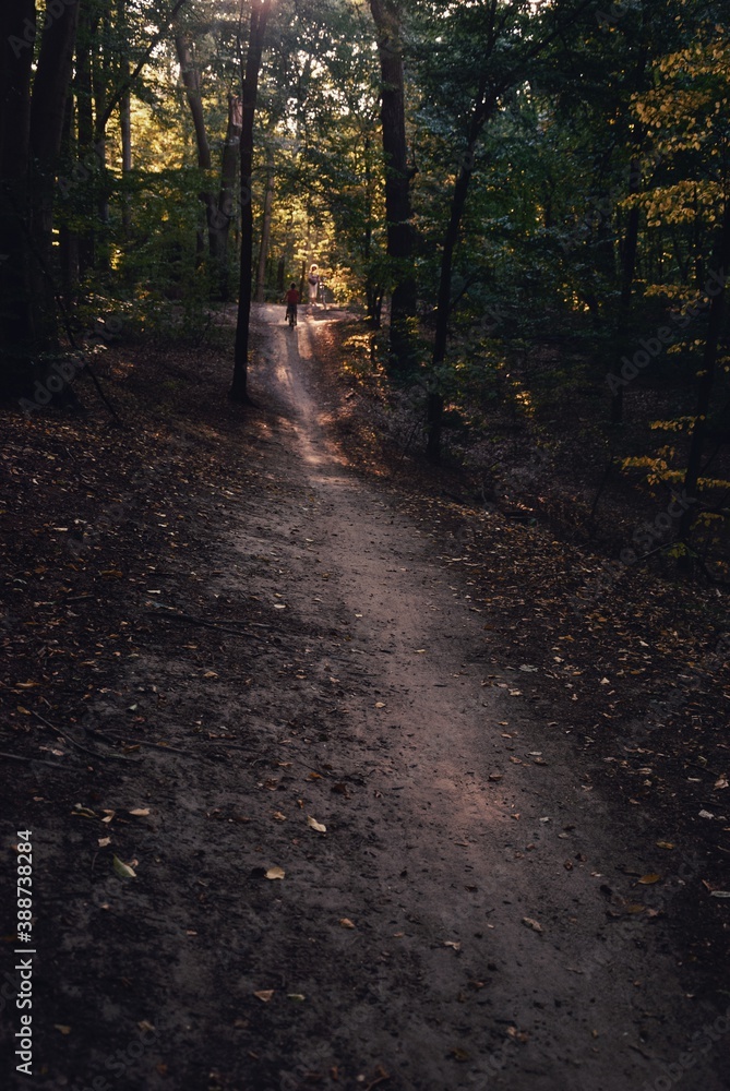 Sunlight and sunshine, sunlight through trees, footpath in the forest, path, magic forest