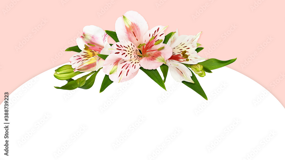 White and coral alstroemeria flowers in a floral arrangement White and coral alstroemeria flowers in a floral arrangement