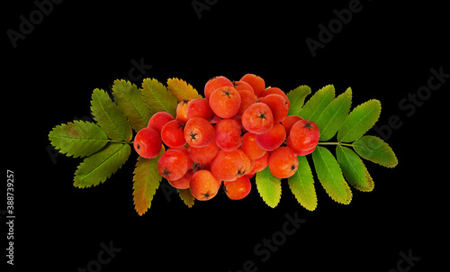 Red autumn rowanberries and...