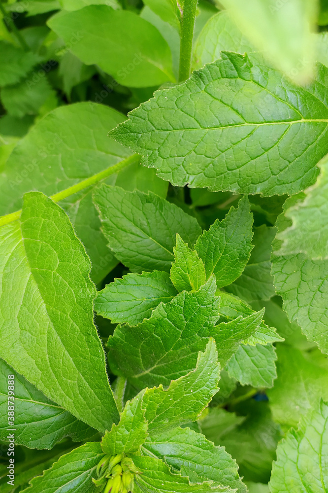 Green plant leaves. The background is made of green vegetation. Juicy grass with stems and leaves. Branches of the shrub in the summer Green plant leaves. The background is made of green vegetation. Juicy grass with stems and leaves. Branches of the shrub in the summer