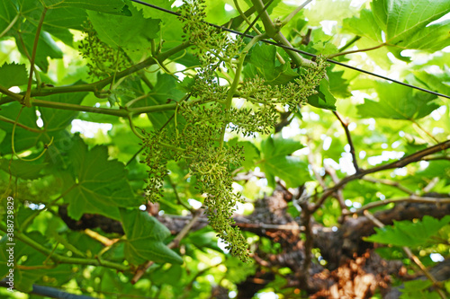 Flowering stage Grapes
