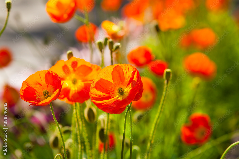 Fototapeta premium ポピー