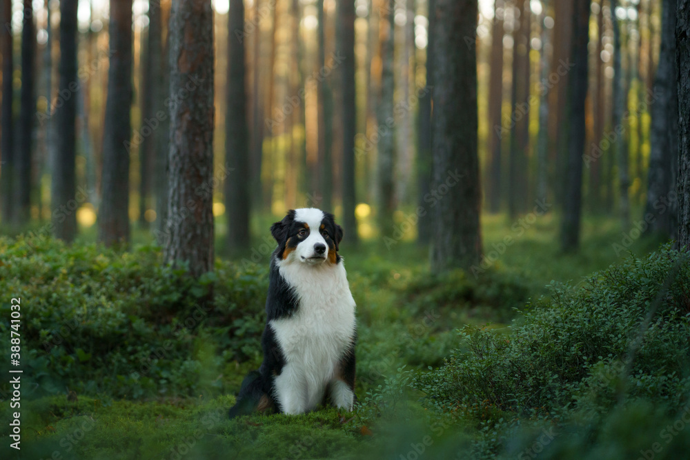 dog in a pine forest. Australian Shepherd in nature. sunny Landscape with a pet. dog in a pine forest. Australian Shepherd in nature. sunny Landscape with a pet.