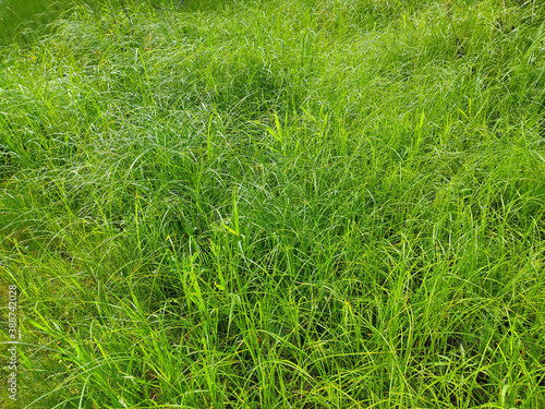 Green plant leaves. The background is made of green vegetation. Juicy grass with stems and leaves. Branches of the shrub in the summer