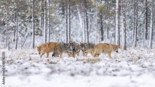 Quadro em tela Grey wolf in Finnish taiga forest near Russian border.