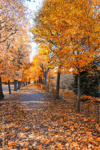 autumn tree alley 