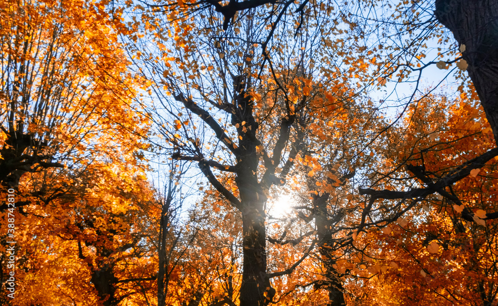 autumn trees on sunset 