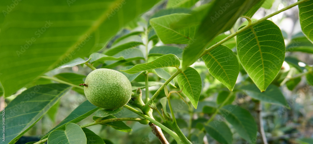 Green walnut in near plan
