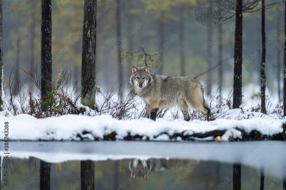 Grey wolf in Finnish taiga forest near Russian border. - obrazy, fototapety, plakaty 