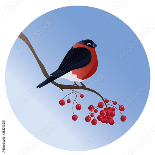 bullfinch on Rowan tree Christmas card, background