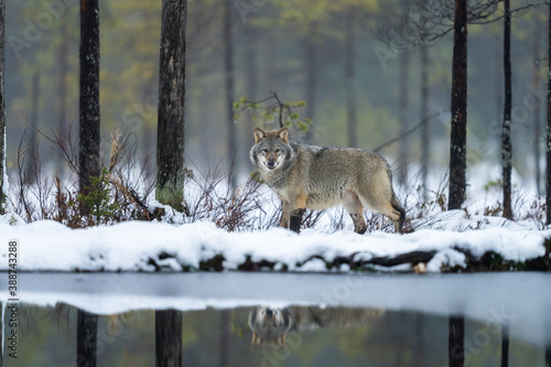 Grey wolf in Finnish taiga forest near Russian border. photo