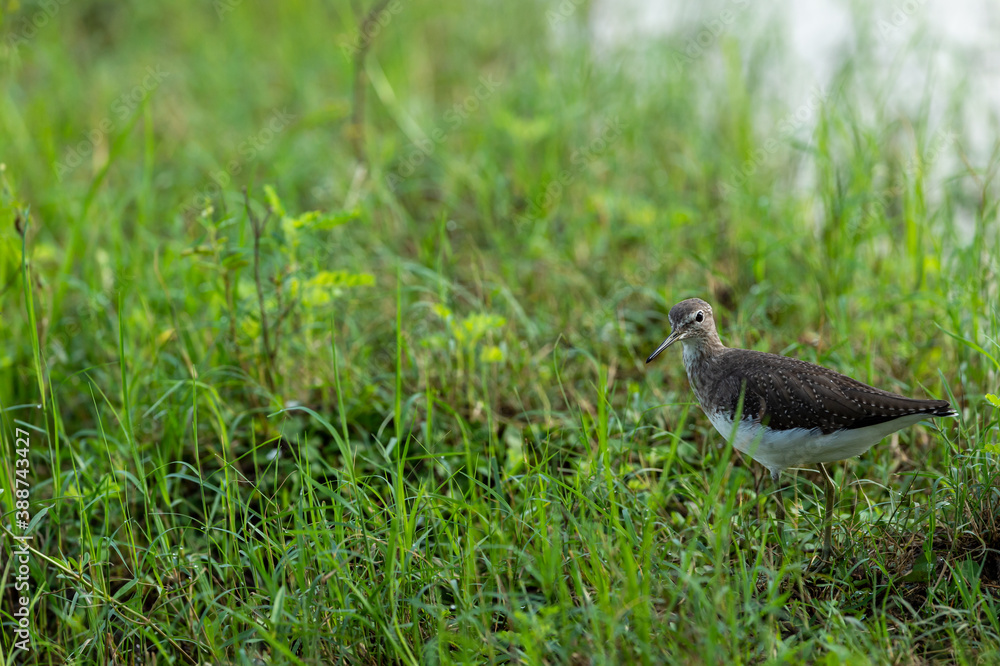 wood sandpiper or Tringa glareola in green grass at wetland of keoladeo national park or bharatpur bird sanctuary rajasthan india