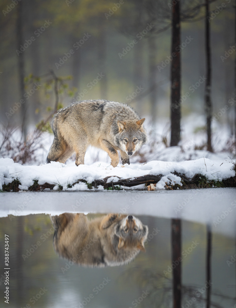Obraz premium Grey wolf in Finnish taiga forest near Russian border.