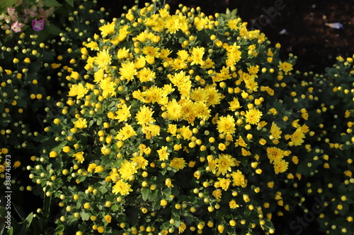 秋の公園に咲く黄色い菊の花（西洋ギク） photo