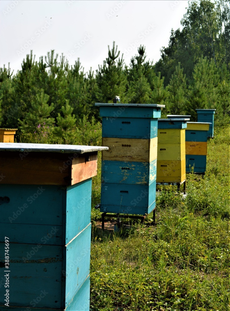 bright wooden beehives in the forest .beekeeping bright wooden beehives in the forest .beekeeping