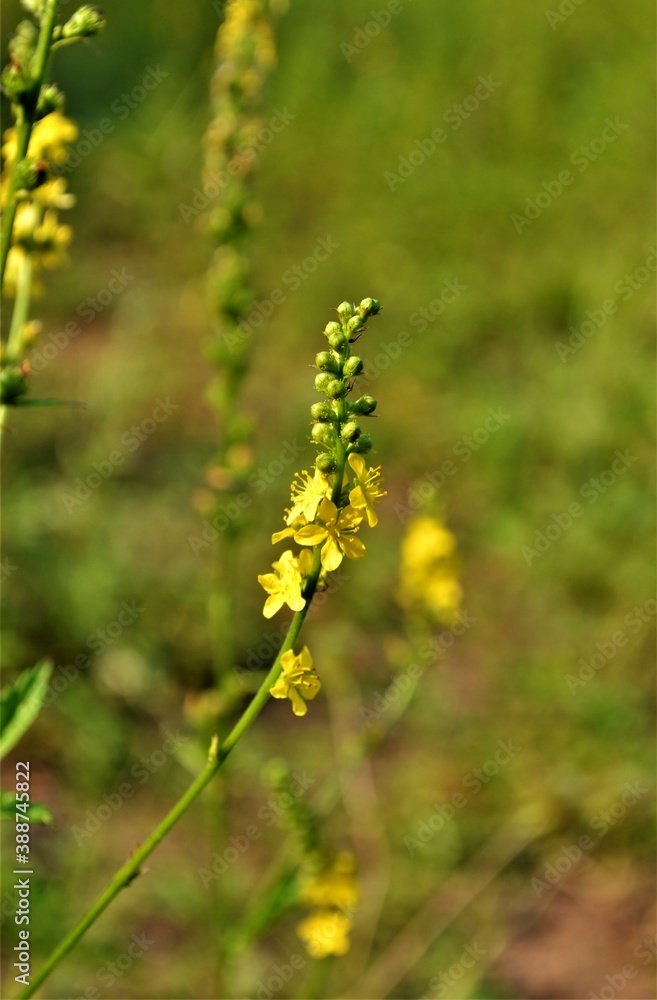 wild yellow flowers branch in the grass