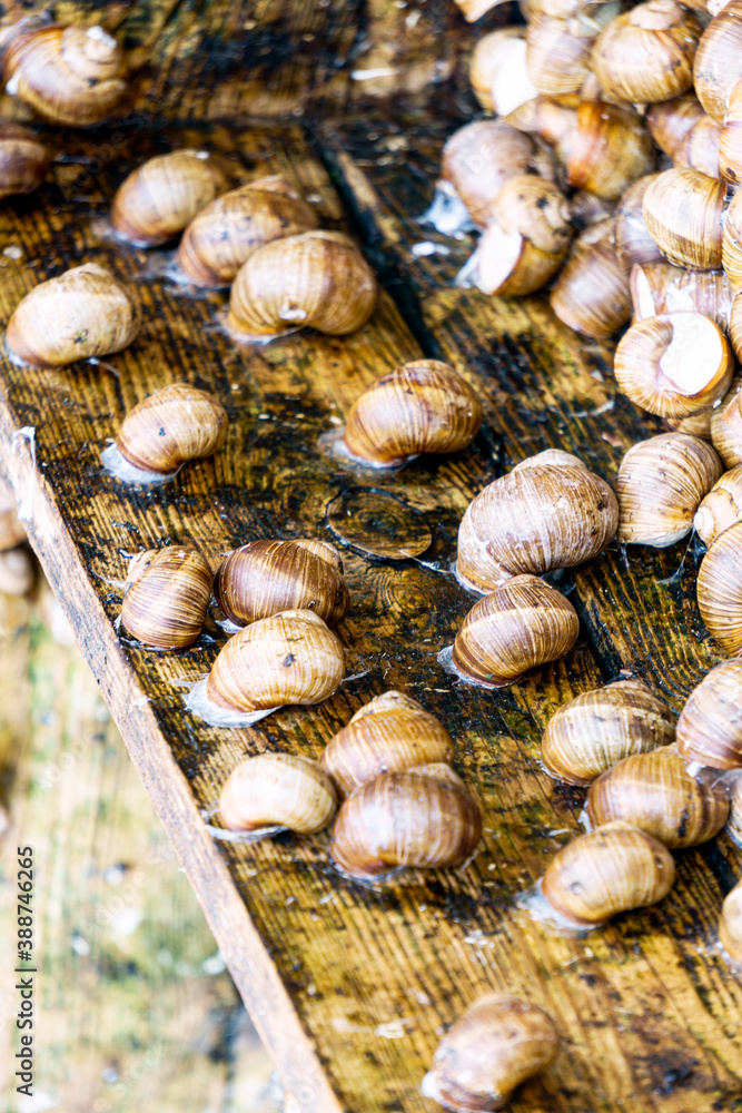 A series of photographs one day at a grape snail farm. A series of photographs one day at a grape snail farm.