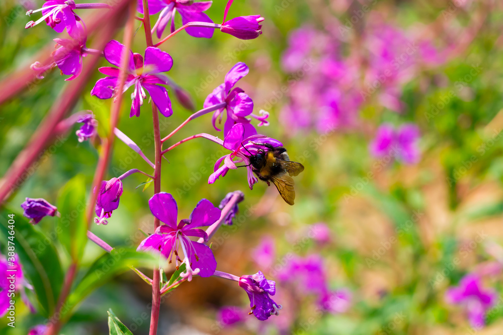 shaggy bumblebee collects pollen from the flowers of the fireweed narrow-leaved plant on a bright sunny day shaggy bumblebee collects pollen from the flowers of the fireweed narrow-leaved plant on a bright sunny day