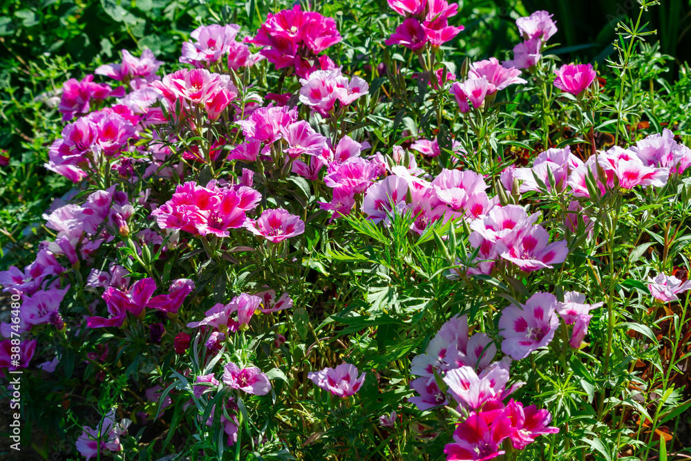 beautiful pink flowers of garden geranium on a background of green grass on a bright summer day beautiful pink flowers of garden geranium on a background of green grass on a bright summer day
