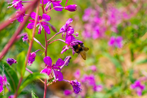 shaggy bumblebee collects pollen from the flowers of the fireweed narrow-leaved plant on a bright sunny day