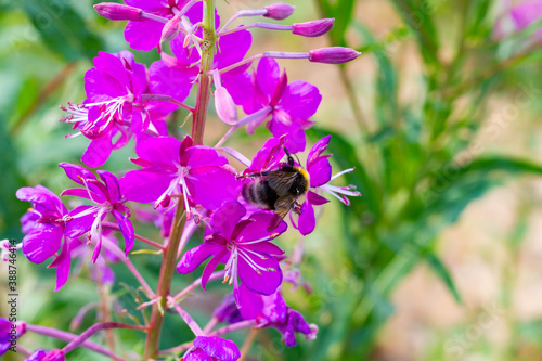 shaggy bumblebee collects pollen from the flowers of the fireweed narrow-leaved plant on a bright sunny day