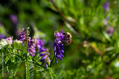 furry bumblebee collects pollen from the flowers of the plant vasel mouse peas on a bright sunny day