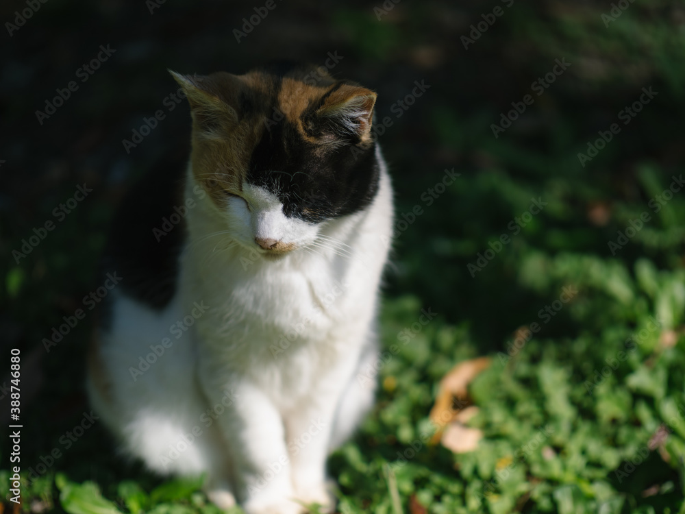 浜離宮恩賜庭園の猫 浜離宮恩賜庭園の猫