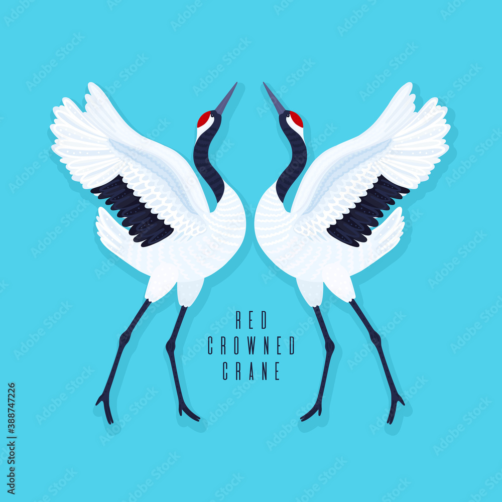 Fototapeta premium Pair of red crowned cranes and heart. Blue background with dancing East Asian birds. Endangered species. Card, print on t-shirt and other apparel, cover, banner, poster, label. Vector illustration