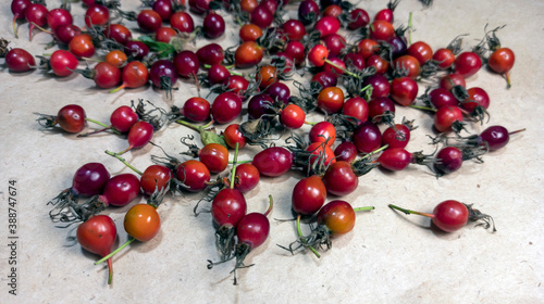 Obraz na płótnie photo of rose hips. red rose hips scattered on craft paper w salonie