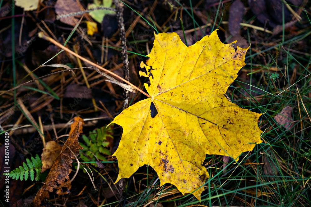 Defocused autumn leaves background. October. Close up