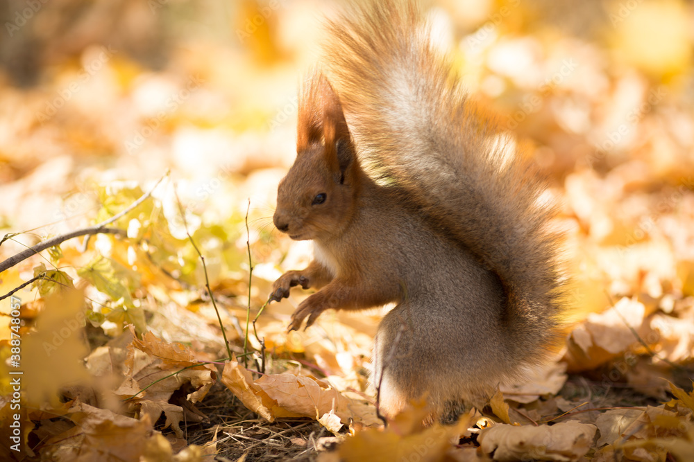 squirrel in the park squirrel in the park