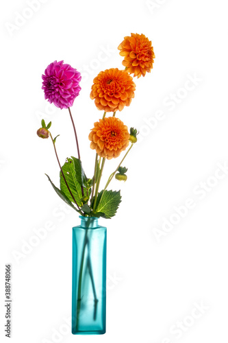 Home grown dahlia flowers in vase. Not perfect. Isolated on white background.