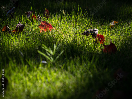 草の上に散った紅葉した葉