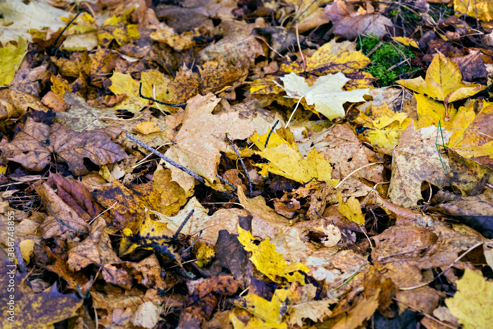 Defocused autumn leaves background. October. Close up
