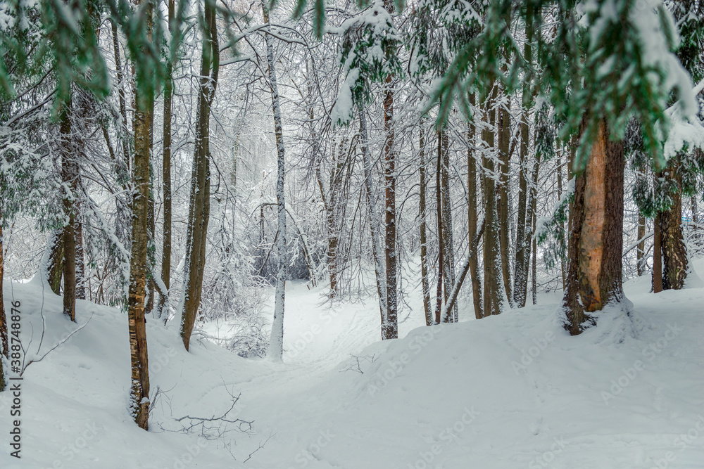 Blizzard and blizzard in the winter forest. Picturesque forest winter landscape.