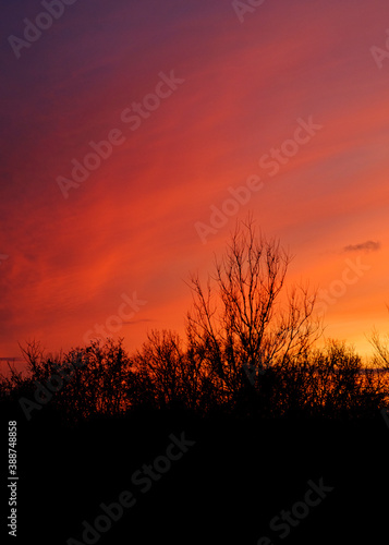 Natural Sunset with trees silhouette. Bright Dramatic Sky And Dark Ground. Warm Colours. Tree silhouetted against a setting sun.  Photo of the sky. Background with sky