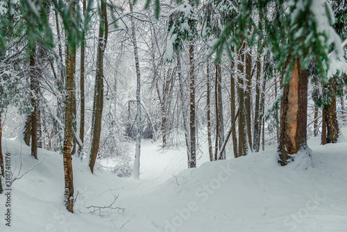 Blizzard and blizzard in the winter forest. Picturesque forest winter landscape. © kosmos111