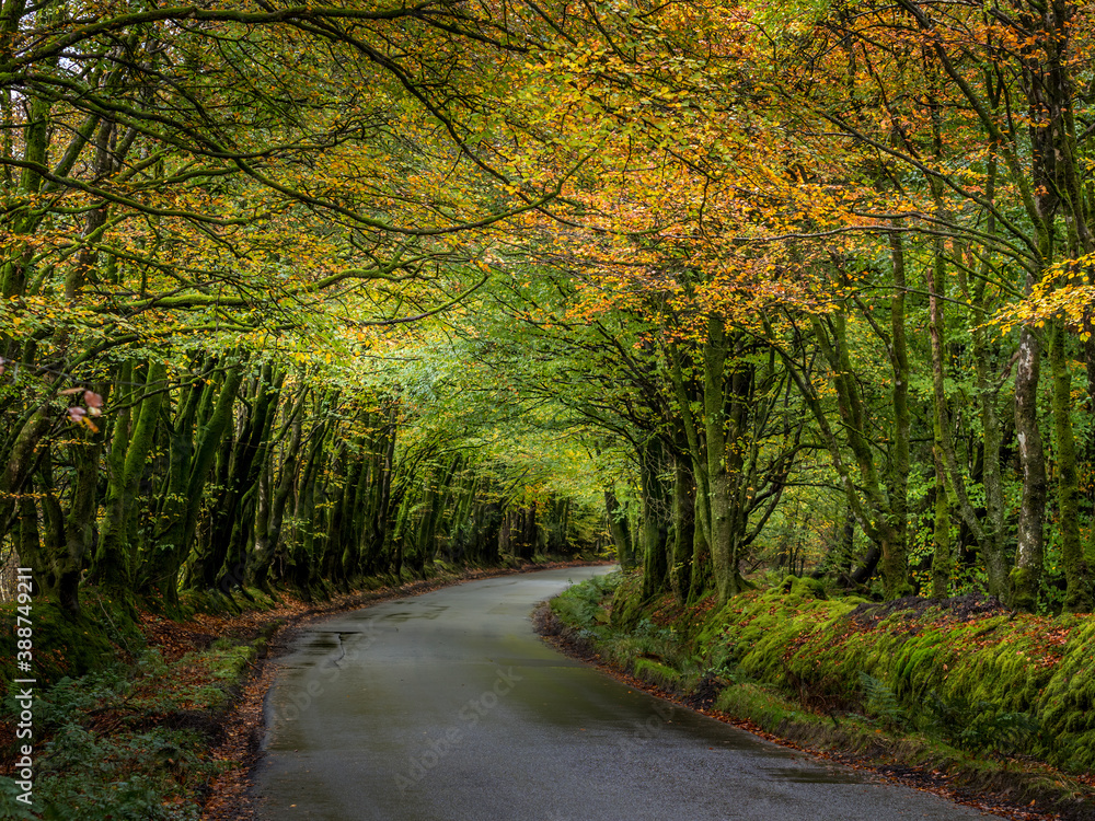 Fototapeta premium A Devon lane in autumn after rain. England, UK.
