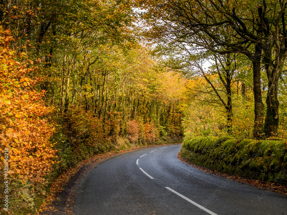 A Devon country road in autumn after rain. England, UK.
