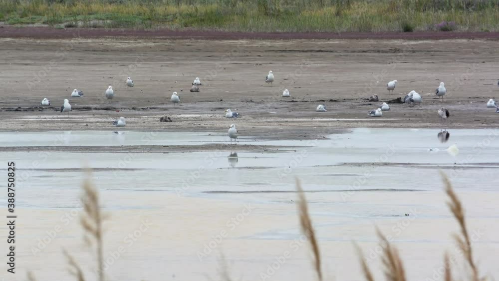 Pure seagull of Lake Balkhash. Time-lapse. Almaty region, Kazakhstan. Pure seagull of Lake Balkhash. Time-lapse. Almaty region, Kazakhstan.