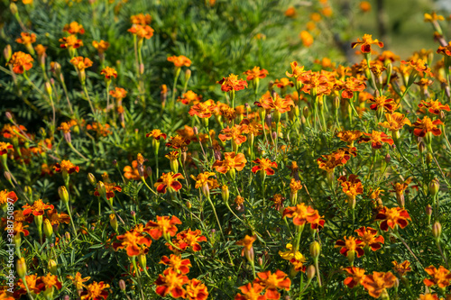 Flower garden full of marigold