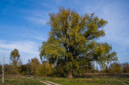 centenary willow