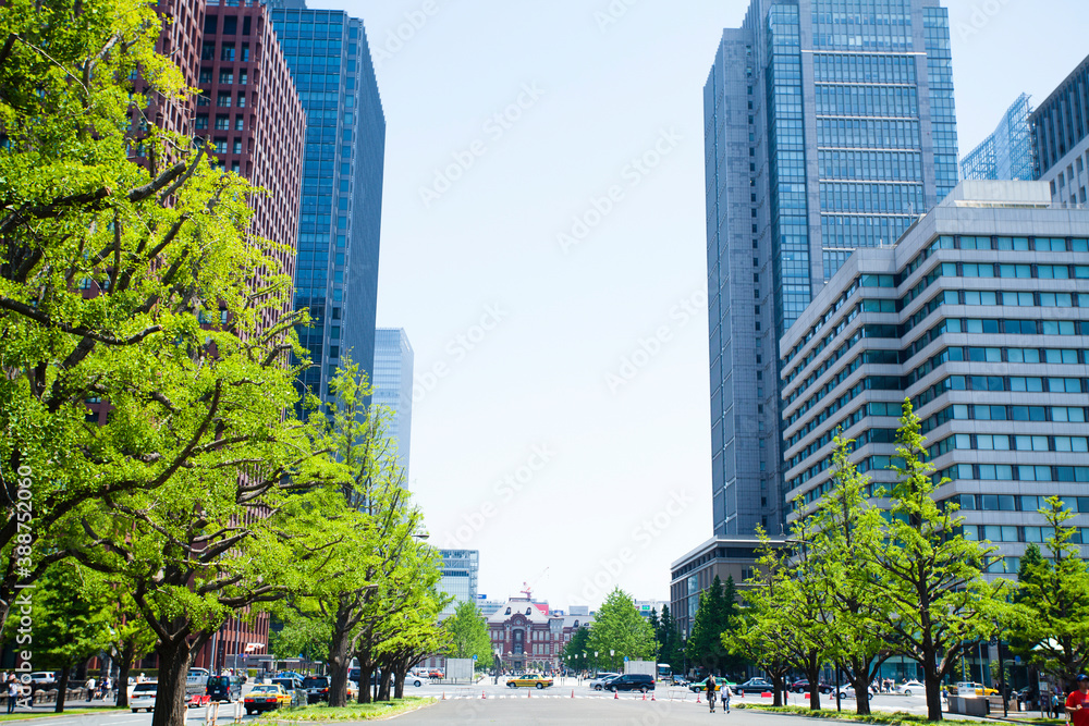 Naklejka premium 皇居外苑の新緑とビル群