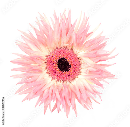 Pale pink Gerber, Gerbera spider daisy isolated on white background. Gerbera jamesonii. photo